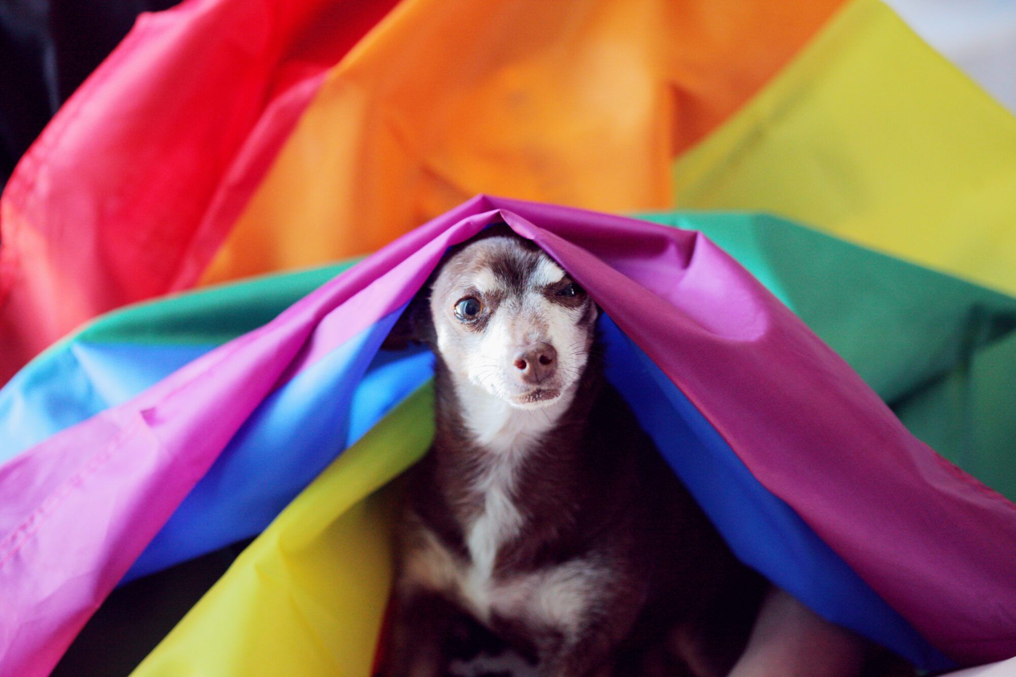 sharon mccutcheon lgbt flag dog unsplash scaled