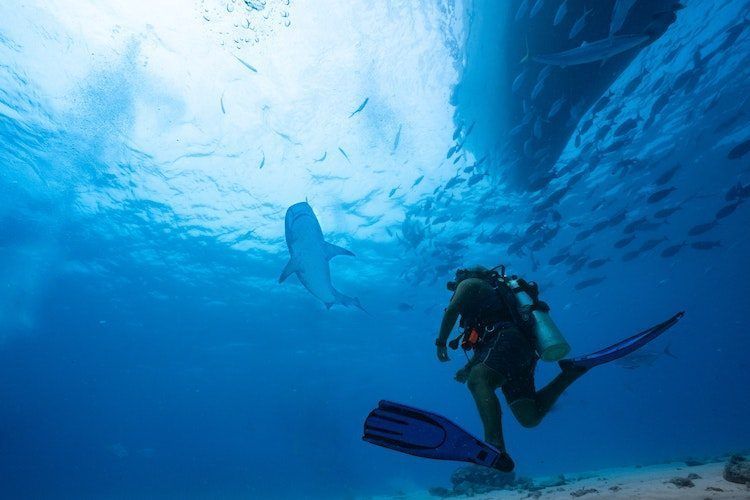 great white shark