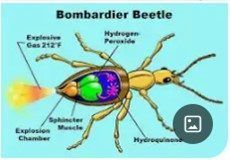 Bombardier Beetle