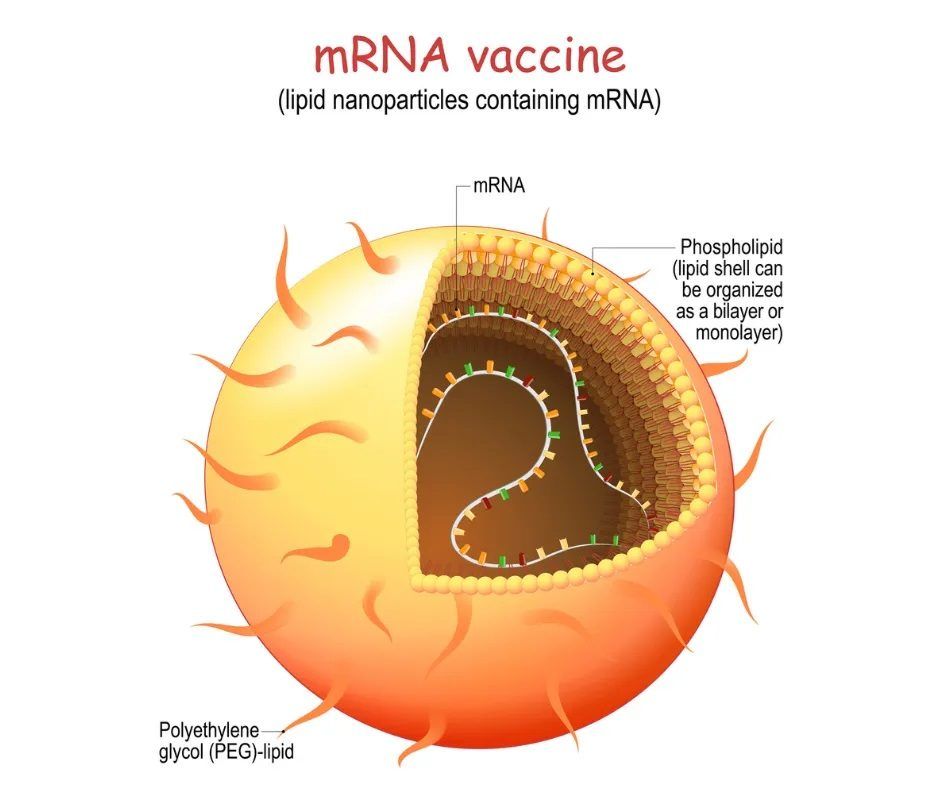 mRNA vaccine diagram