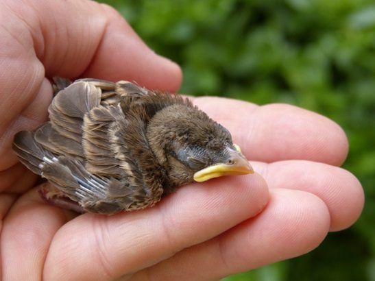 baby bird