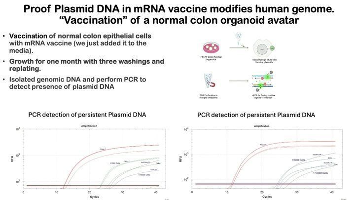 Plasmid DNA proof