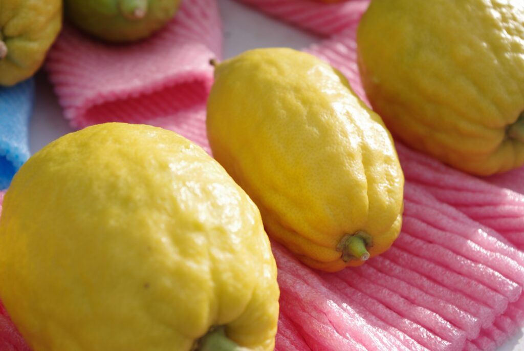 etrog