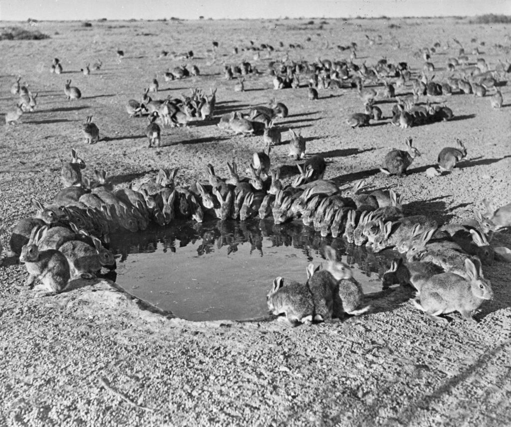 Rabbits around a waterhole at the myxomatosis trial enclosure on Wardang Island in 1938.Credit: National Archives of Australia (public domain)
