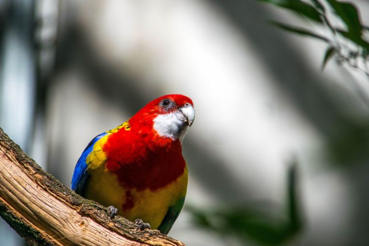Eastern Rosellas