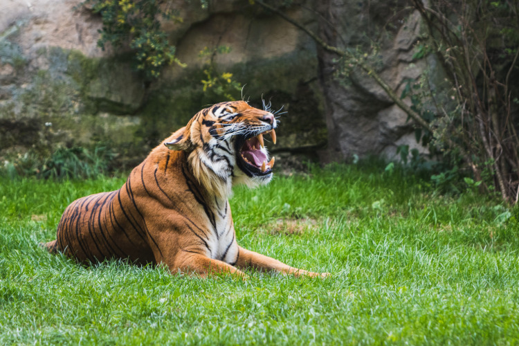 The Tiger, the Moron and the Death of Human Dignity