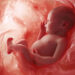 NSW MPs Abortion Bill 2025
